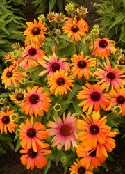 Jeżówka ‘Rainbow Marcella' (Echinacea hybrida) 