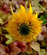 Jeżówka 'Secret Glow' (Echinacea)