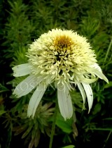 Jeżówka 'White Double Delight' (Echinacea)