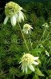 Jeżówka 'White Double Delight' (Echinacea)