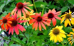 Jeżówka ‘Cheyenne Spirit – color mix’ (Echinacea) - zestaw 10 sztuk