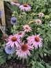 Jeżówka purpurowa ‘Magnus’ (Echinacea purpurea)