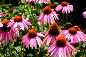 Jeżówka purpurowa ‘Magnus’ (Echinacea purpurea)