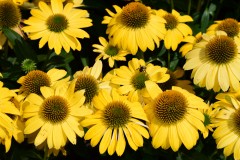 Jeżówka purpurowa 'Mellow Yellows' (Echinacea purpurea) 