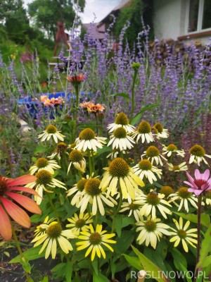 Jeżówka purpurowa 'Mellow Yellows' (Echinacea purpurea) 