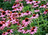 Jeżówka purpurowa ‘Prairie Splendor Rose Compact’ (Echinacea purpurea) - zestaw 10 sztuk