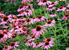 Jeżówka purpurowa ‘Prairie Splendor Rose Compact’ (Echinacea purpurea) - zestaw 10 sztuk