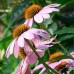 Jeżówka purpurowa (Echinacea purpurea)