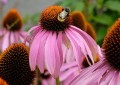 Jeżówka purpurowa (Echinacea purpurea) - zestaw 10 sztuk