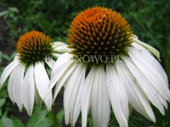 Jeżówka purpurowa ‘White Swan’ (Echinacea purpurea)