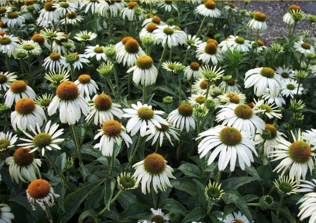 Jeżówka purpurowa ‘Meditation White’ (Echinacea purpurea) 