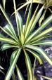 Juka karolińska 'Color Guard' (Yucca filamentosa)