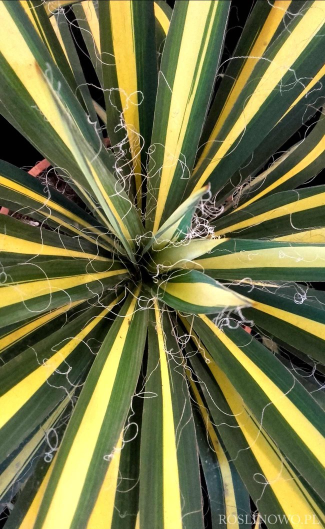 Juka karolińska 'Color Guard' (Yucca filamentosa)