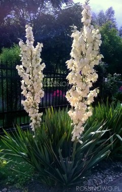 Juka karolińska (Yucca filamentosa)