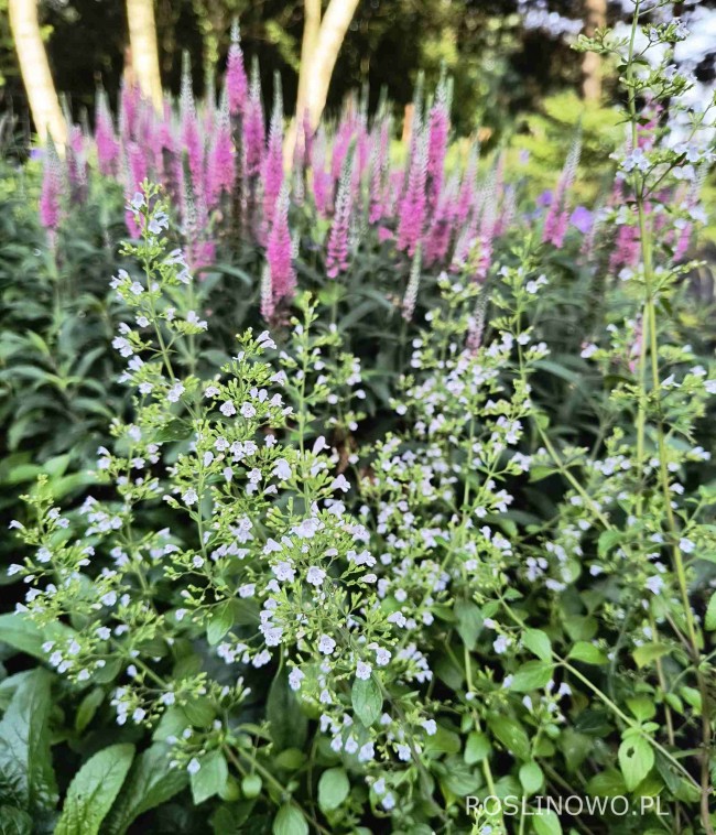 Kalaminta mniejsza 'Blue Cloude' (Calamintha nepeta)