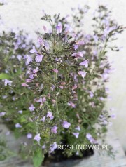 Kalaminta mniejsza 'Blue Cloude' (Calamintha nepeta)