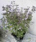 Kalaminta mniejsza 'Blue Cloude' (Calamintha nepeta)