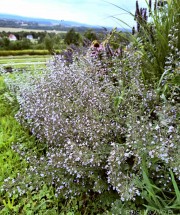 Kalaminta mniejsza 'Blue Cloude' (Calamintha nepeta)