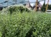 Kalaminta mniejsza 'Blue Cloude' (Calamintha nepeta)