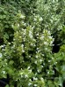 Kalaminta mniejsza 'Marvelette White' (Calamintha nepeta)