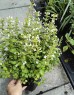 Kalaminta mniejsza 'Marvelette White' (Calamintha nepeta)