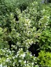 Kalaminta mniejsza 'Marvelette White' (Calamintha nepeta)
