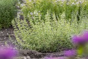 Kalaminta mniejsza 'Marvelette White' (Calamintha nepeta)