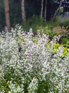 Kalaminta mniejsza (Calamintha nepeta)