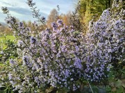 Kalaminta mniejsza (Calamintha nepeta)
