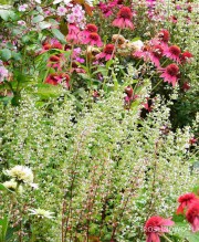 Kalaminta mniejsza (Calamintha nepeta)