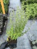 Kalaminta mniejsza (Calamintha nepeta)