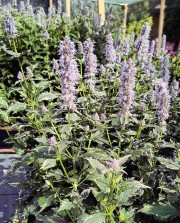 Kłosowiec 'Crazy Fortune' (Agastache) BARWNE LIŚCIE