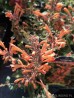 Kłosowiec ‘Kudos Mandarin’ (Agastache x hybride) 