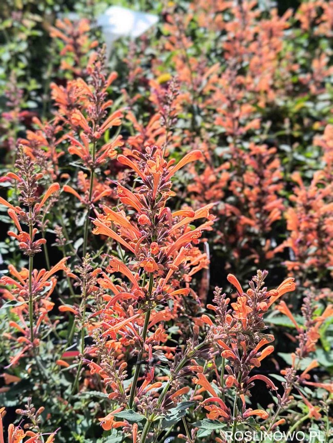 Kłosowiec ‘Kudos Mandarin’ (Agastache x hybride) 