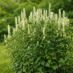 Kłosowiec anyżowy 'Alabaster' (Agastache rugosa)