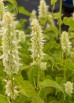 Kłosowiec anyżowy 'Alabaster' (Agastache rugosa)