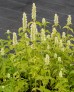 Kłosowiec anyżowy 'Alabaster' (Agastache rugosa)