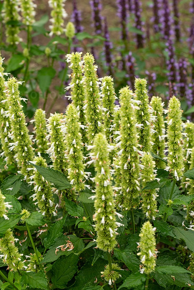 Kłosowiec anyżowy 'Alabaster' (Agastache rugosa)