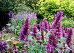 Kłosowiec 'Blue Boa' (Agastache)