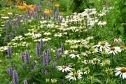 Jeżówka purpurowa ‘White Swan’ (Echinacea purpurea)