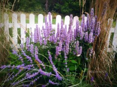 Kłosowiec 'Blue Fortune' (Agastache)