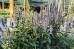 Kłosowiec 'Blue Fortune' (Agastache)