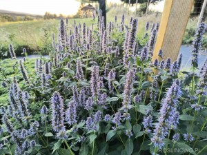 Kłosowiec 'Blue Fortune' (Agastache)
