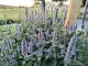 Kłosowiec 'Blue Fortune' (Agastache)