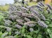 Kłosowiec 'Blue Fortune' (Agastache)