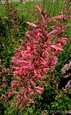 Kłosowiec ‘Kudos Coral’ (Agastache x hybrida) 