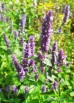 Kłosowiec 'Little Adder' (Agastache x hybrida) 