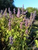 Kłosowiec 'Little Adder' (Agastache x hybrida) 