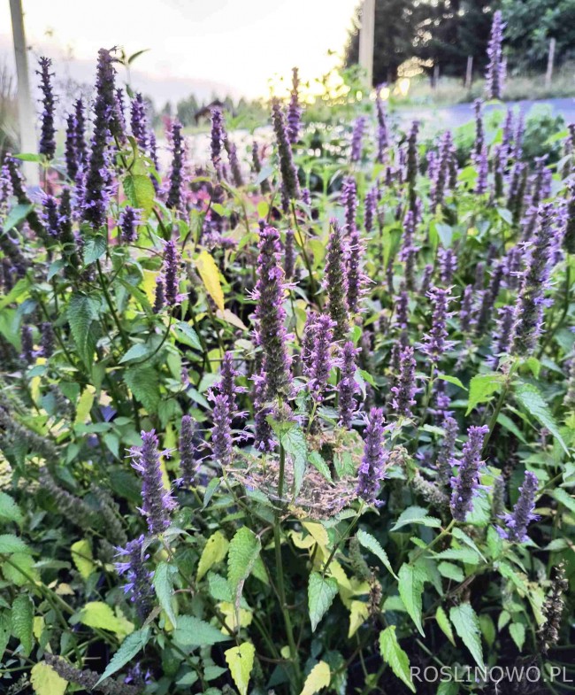 Kłosowiec 'Little Adder' (Agastache x hybrida) 