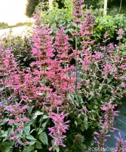 Kłosowiec 'Morello' (Agastache hybrida)